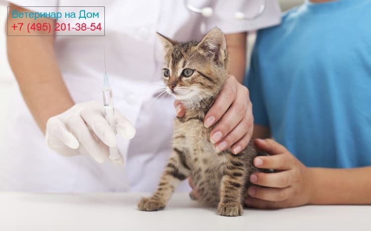 Прививка для кошки на дому