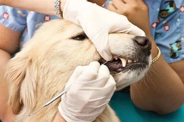 Ветеринар-стоматолог